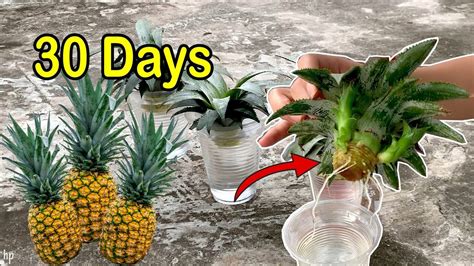 Growing Pineapple, Pineapple Top, Propagation, Gardening, The Creator ...