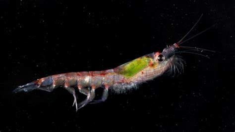 A Krill-iant Idea! – The Powers of Industry for Conservation | The ...