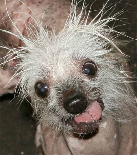 Meet the 2014 World's Ugliest Dog contestants | abc13.com