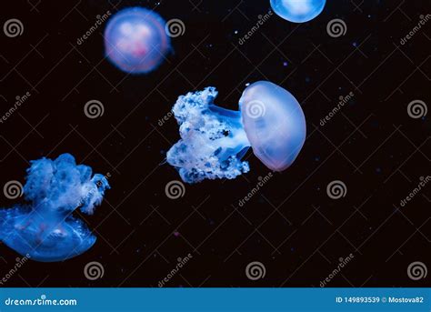 Hypnotic Colorful Marble Jellyfishes Underwater Stock Image - Image of jellyfishes, marble ...