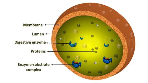 What do lysosome do