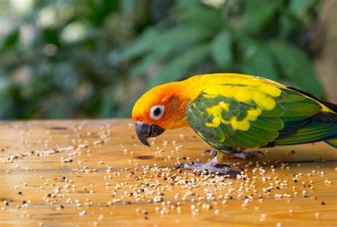 8 Foods That Are Toxic to Birds | PetMD