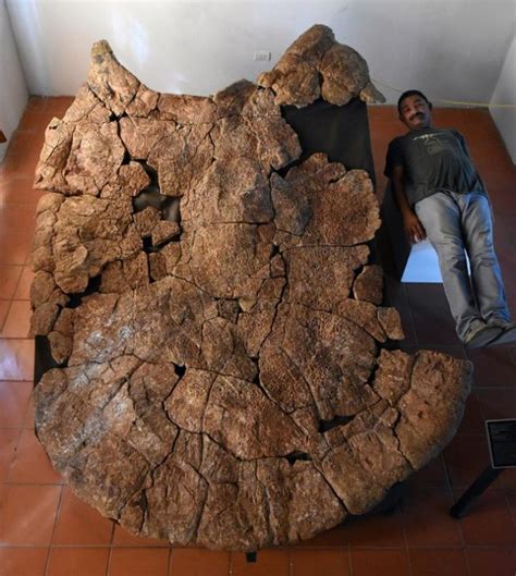 Prehistoric turtle shell fossil was 'stupendous' giant - Owl Connected