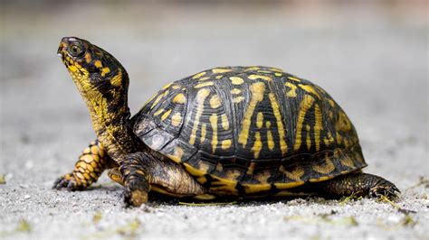 How To Set Up An Indoor Box Turtle Habitat - Correctly!!