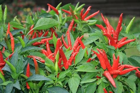 Super Chili. (Hot) This superb Thai, RHS AGM variety has a very compact ...