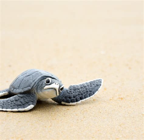 7 Ways To Help Protect Baby Sea Turtles During Your Beach Vacation ...