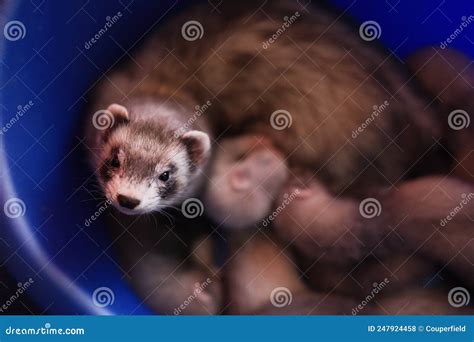 Mother Ferret Take Care of Her Three Weeks Old Babies Stock Photo ...