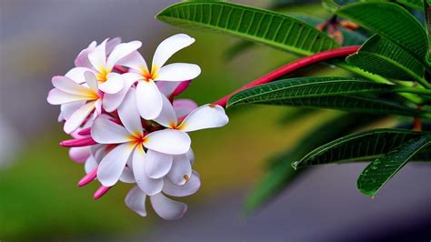 Tropical Flower Desktop Wallpaper | Best Flower Site