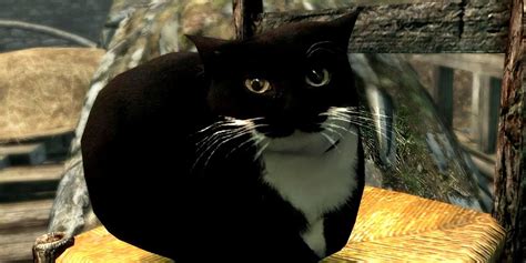 Skyrim Mod Adds Viral TikTok Meme Maxwell The Cat - TrendRadars