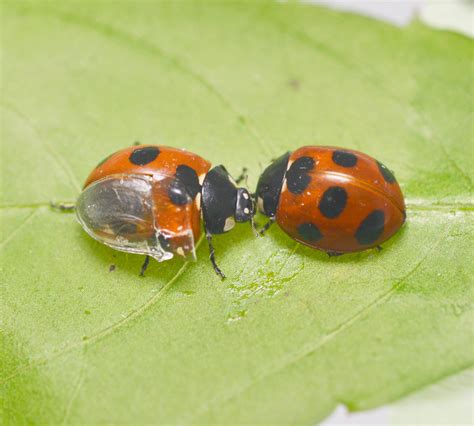 Unfolding the folding mechanism of ladybug wings