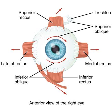 eye muscles image wiki filed under , eye muscles, vision, eye ...