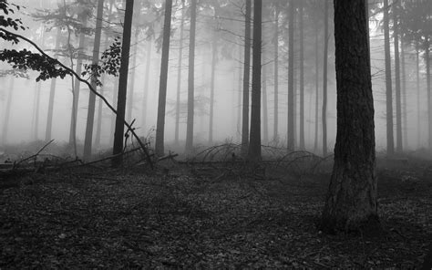 Black and White Forest Wallpaper Free Download