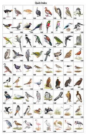 South African Birds Identification