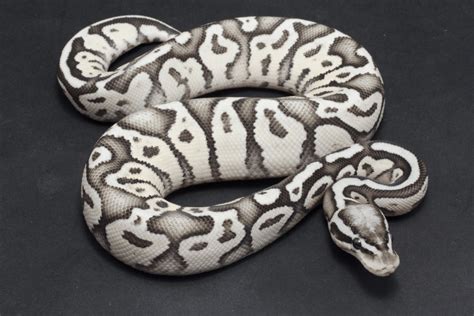 50 Ball Python Morphs: Types, Colors & Pictures (Ultimate List)