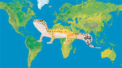 Where Do Leopard Geckos Come From? - Leopard Gecko Habitat