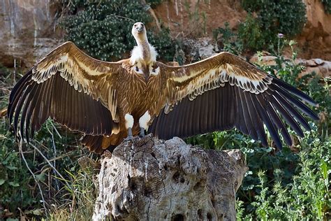 Largest Wingspan Bird In The World