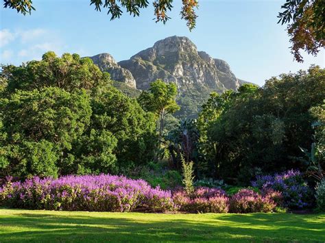 Gardens Cape Town South Africa Kirstenbosch Botanical Gardens - The Art of Images