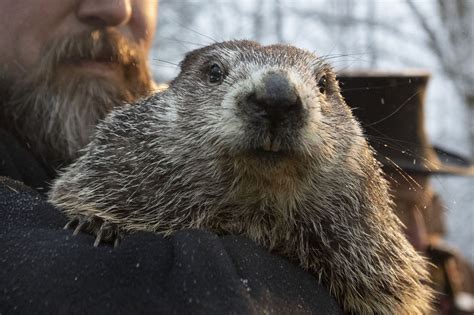 Groundhog Day 2021 prediction: How accurate is Punxsutawney Phil ...