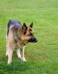 Anatolian Shepherd Dog Free Stock Photo - Public Domain Pictures