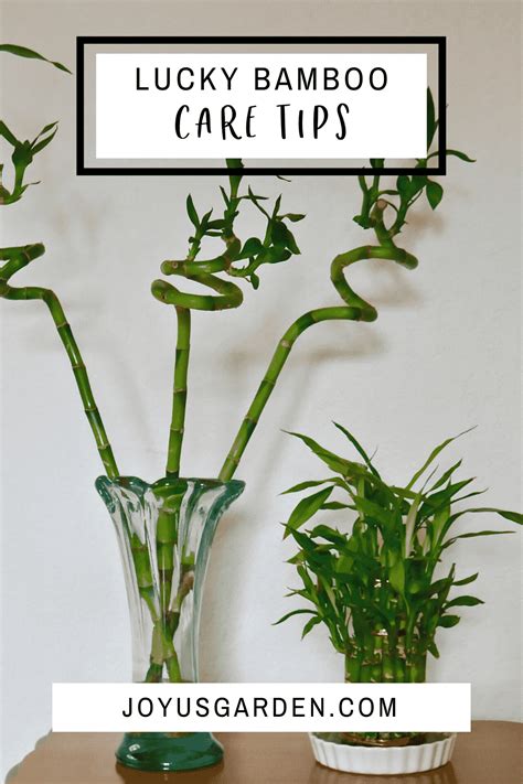 Lucky Bamboo Care Tips: A Houseplant That Grows In Water