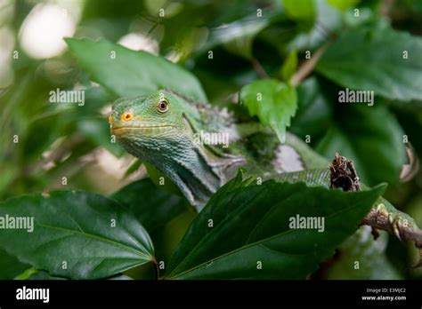 Fiji Crested Iguana Stock Photo - Alamy