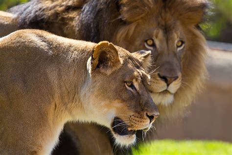 Lion | San Diego Zoo Animals & Plants