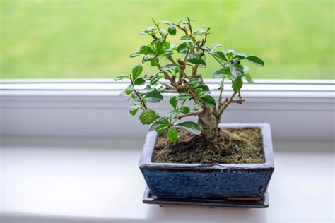 The 6 Best Indoor Bonsai Tree Types & How To Care For Them