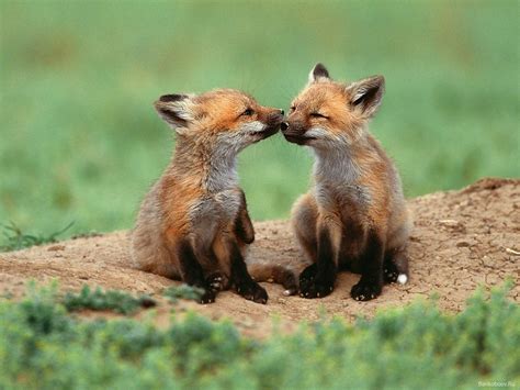 Cute Baby Foxes Wallpapers - Wallpaper Cave