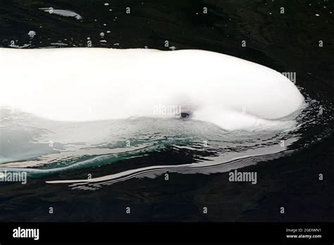 Beluga whale underwater Stock Photo - Alamy