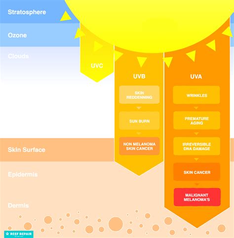 How Dangerous Is Oxybenzone To Humans? · Reef Repair