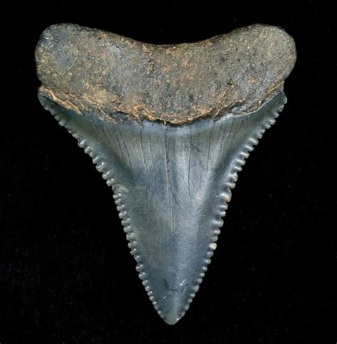 Fossil Great White Shark Tooth - 1.33 Inches For Sale (#5147) - FossilEra.com