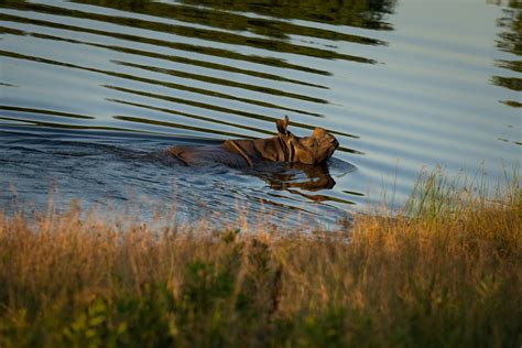 Greater One-horned Rhino | The Wilds