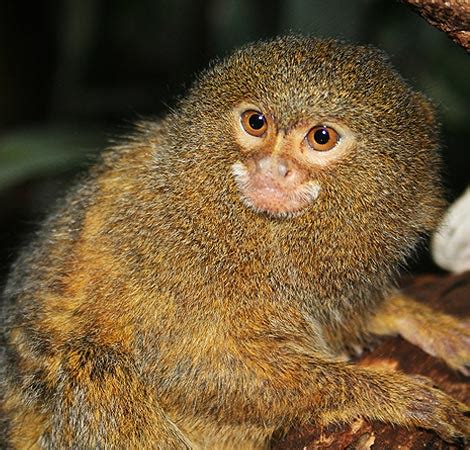 Full Grown Pygmy Marmoset Monkey