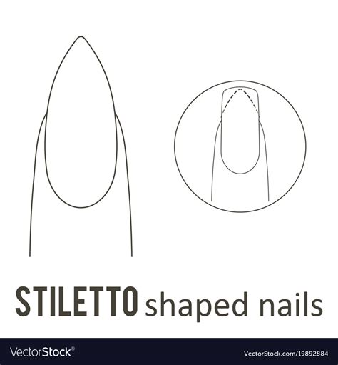 Nail shape stiletto Royalty Free Vector Image - VectorStock