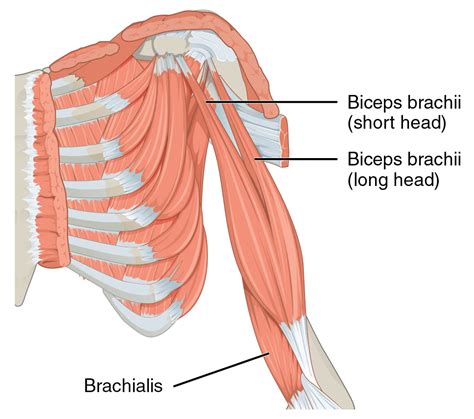 10 Best Dumbbell biceps workout for stronger arms - TheFitnessPhantom