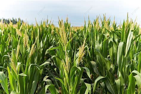 Sorghum Field Background, Vegetables, Melon, Rural Background Image And Wallpaper for Free Download