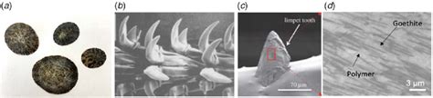 The hierarchical architectures of limpet teeth: (a) limpet shells; (b)... | Download Scientific ...