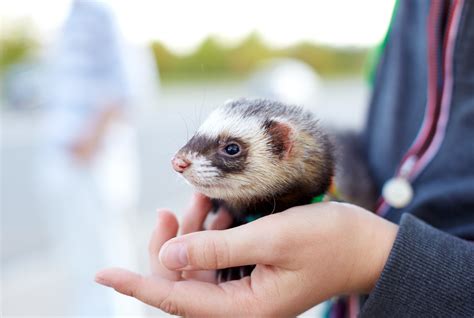 Ferrets And Babies - Safety Pet Care Tips for Your Children