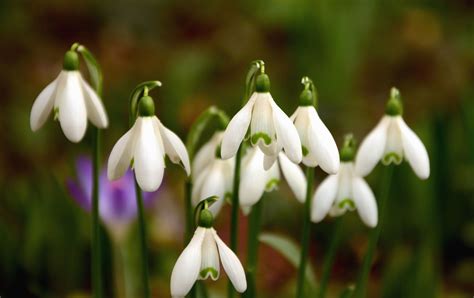 Free picture: snowdrop, flower, spring, haulm, plant, leaf