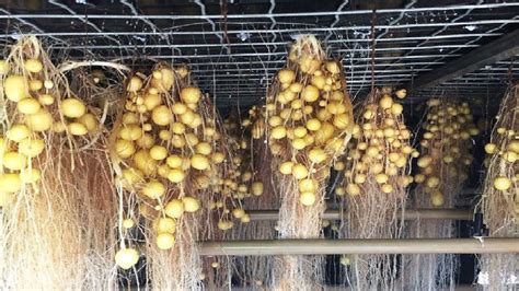 Modern Potato Agriculture Technology - Aeroponics Potato Farming - Potato Chip Process Factory ...