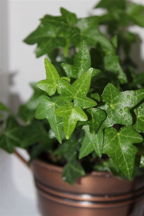 English Ivy houseplant in brass pot - Plant photography by… | Ivy houseplant, Plant photography ...