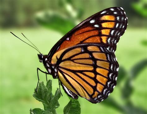 File:Viceroy Butterfly.jpg - Wikipedia, the free encyclopedia