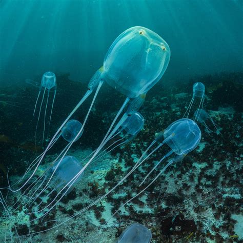 22 Jellyfish Facts for Kids that will Blow Your Mind – Facts For Kids