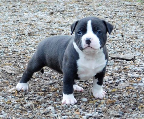 American Bully Puppies For Sale | Chattanooga, TN #193498