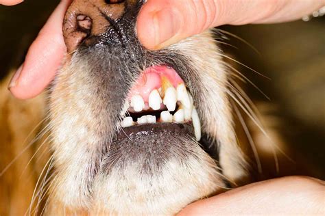 Can a Tooth Infection Make a Dog Sick? – Pet Help Reviews UK