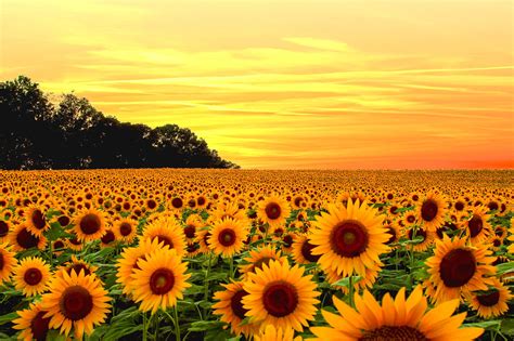 Download Yellow Flower Field Sky Sunset Nature Sunflower HD Wallpaper