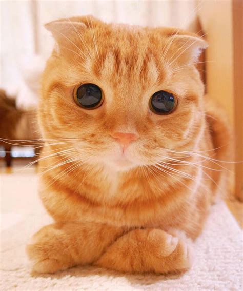 Is This The Cutest Cat In The World? Or Maybe One Of These 38 Cute Cats, You Decide