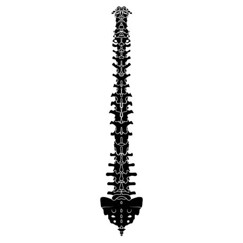 Silhouette Of Human Spine And Back Bones Profile Neck Science Vector, Profile, Neck, Science PNG ...