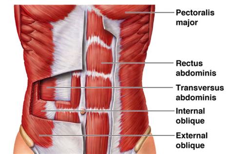 Core Muscle Anatomy - Anatomy Reading Source