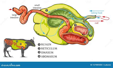 Digestive System Cow Stock Illustrations – 12 Digestive System Cow Stock Illustrations, Vectors ...